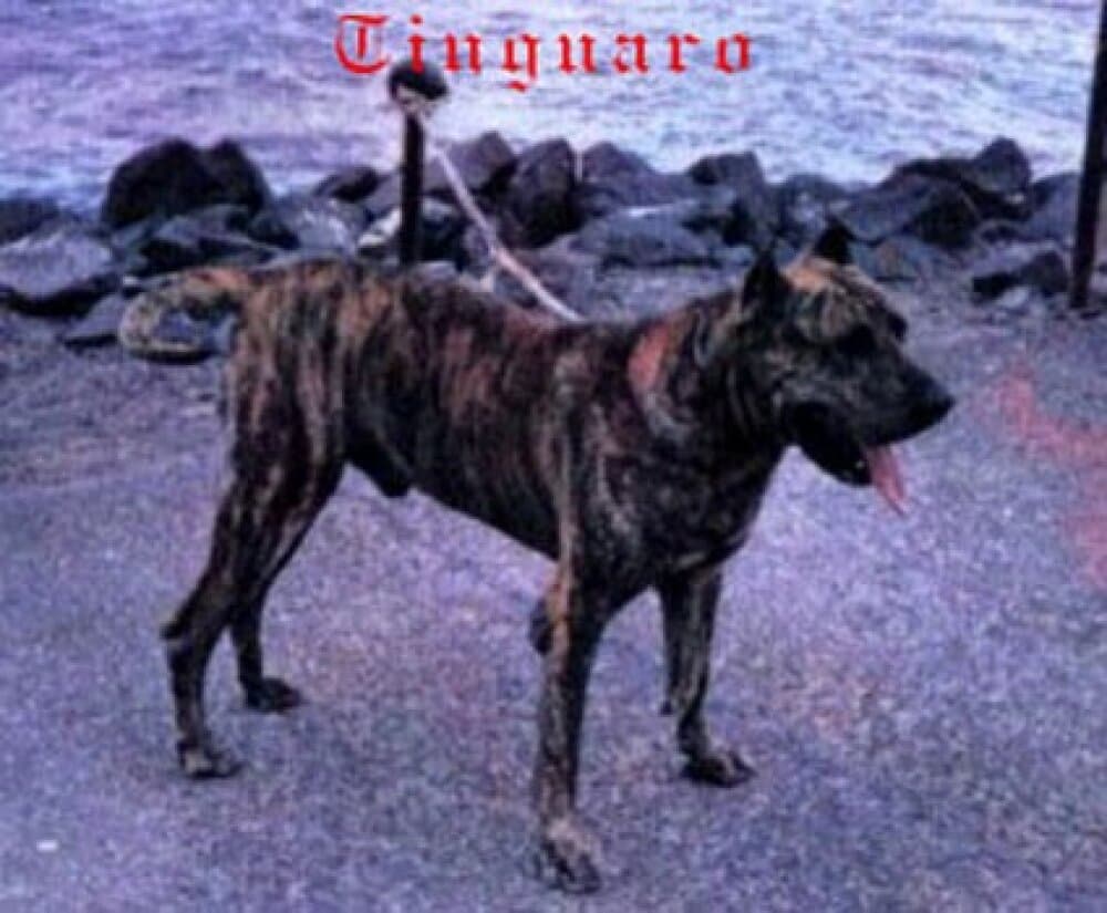 Tinguaro de Irema Curtó