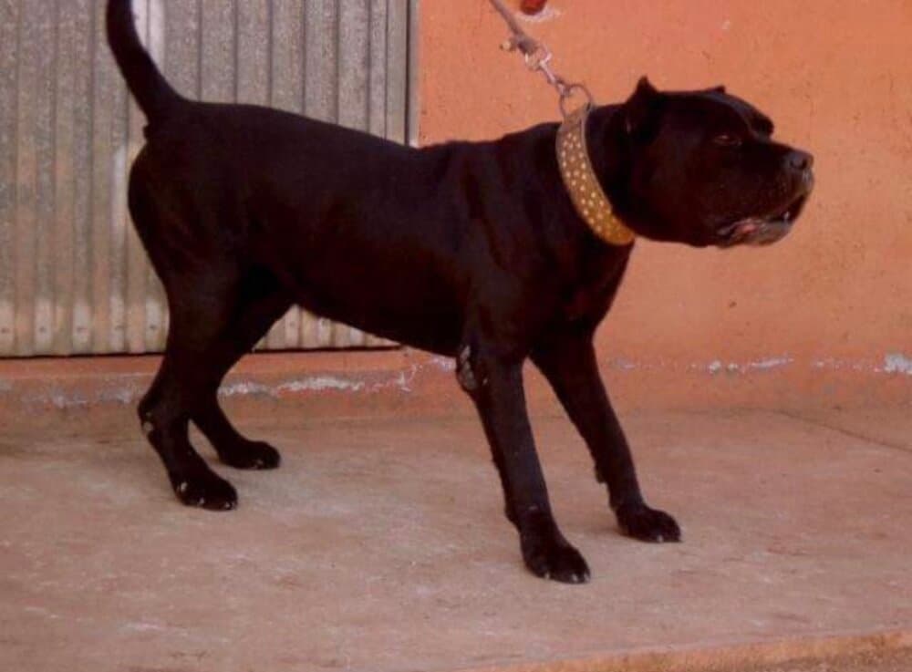 P'Orum de Irema Curtó