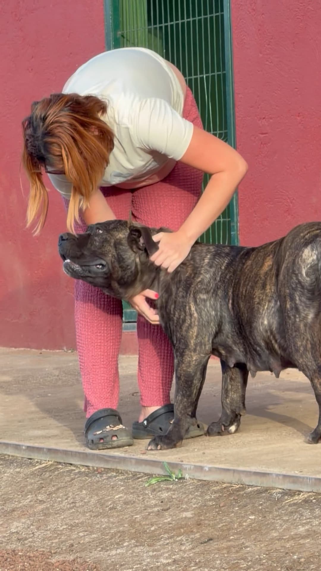 Ursa de Irema Curtó
