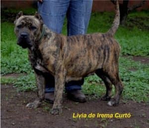 Livia de Irema Curtó