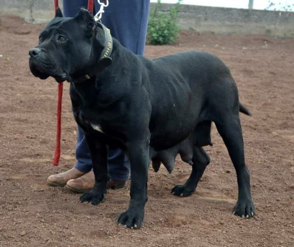 H'Perla de Irema Curto (perla Iii)