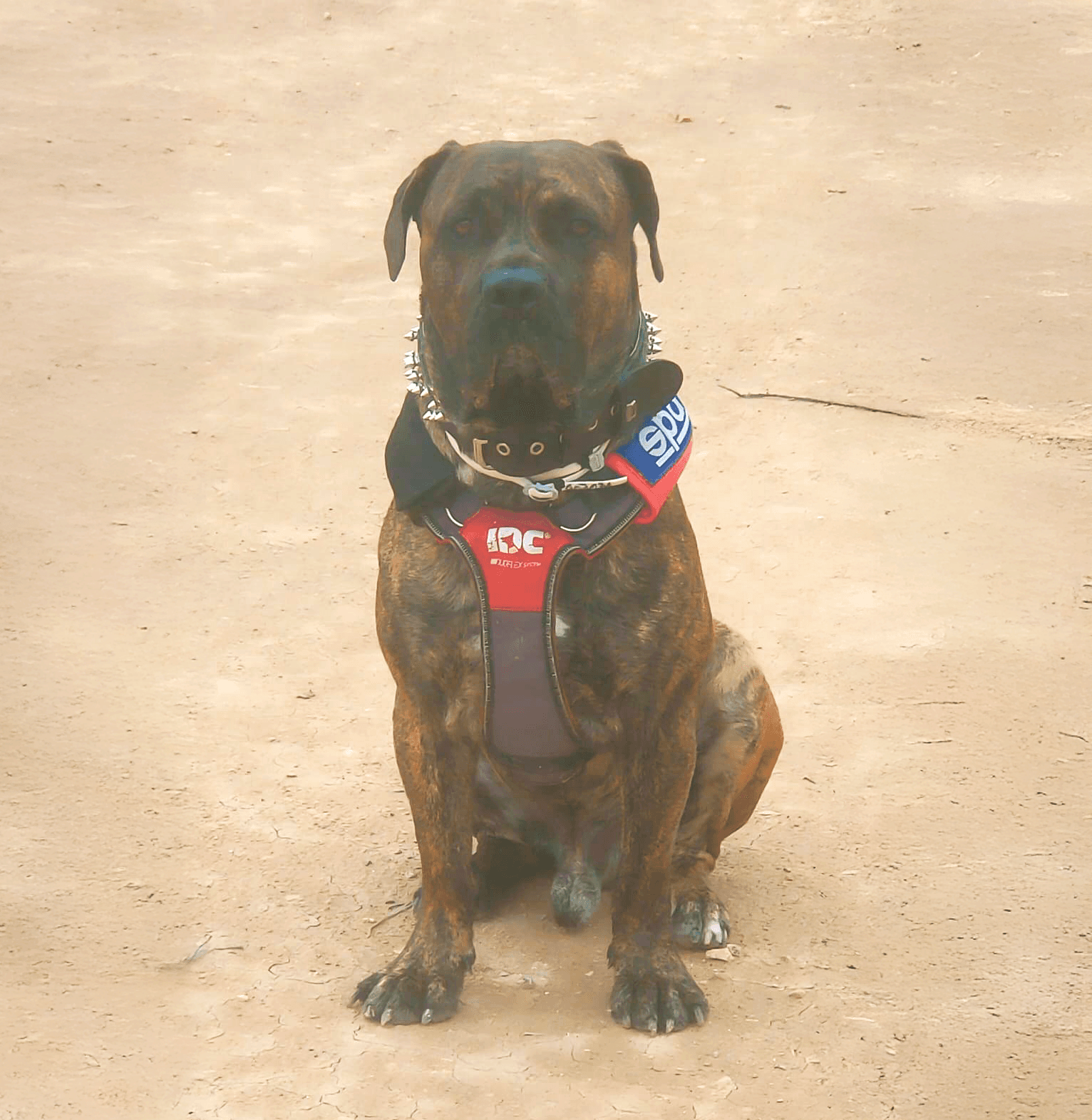 E'Ulvairu de Irema Curtó