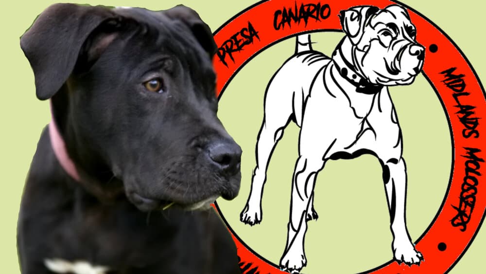 Zeus de Irema Curto