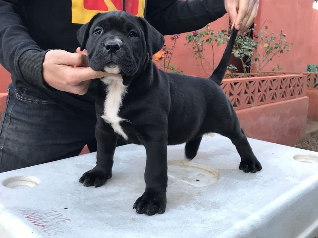 Congo de Irema Curtó