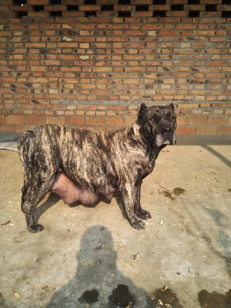 LILI DE IREMA CURTO