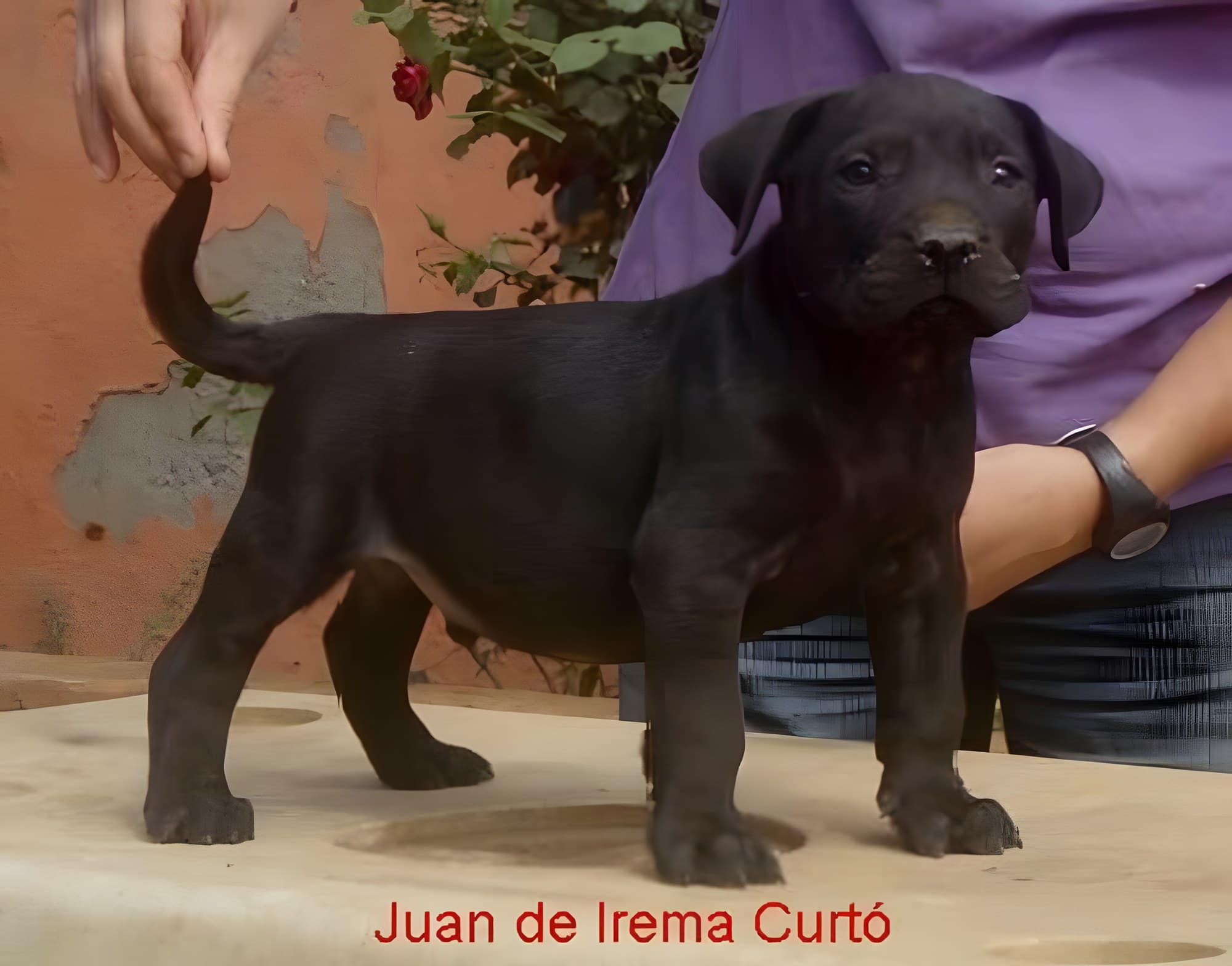 JUAN DE IREMA CURTÓ