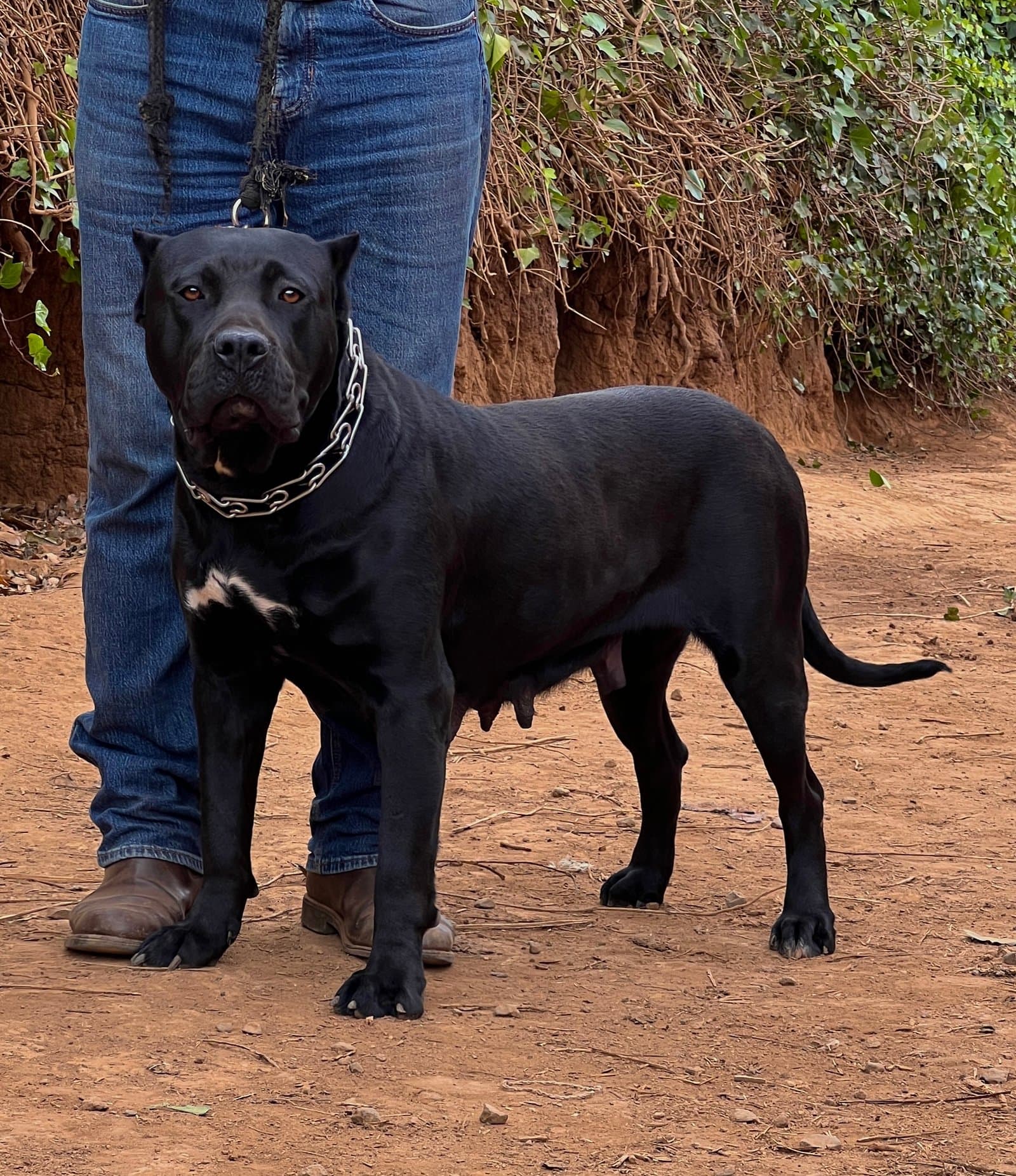 Xía de Irema Curtó — Presa Canario