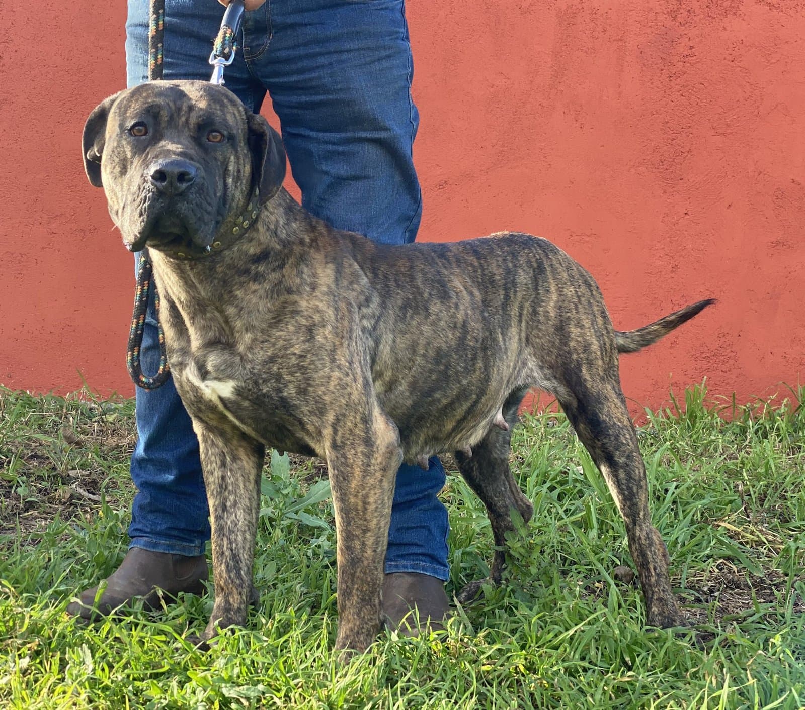 Abril de Irema Curtó