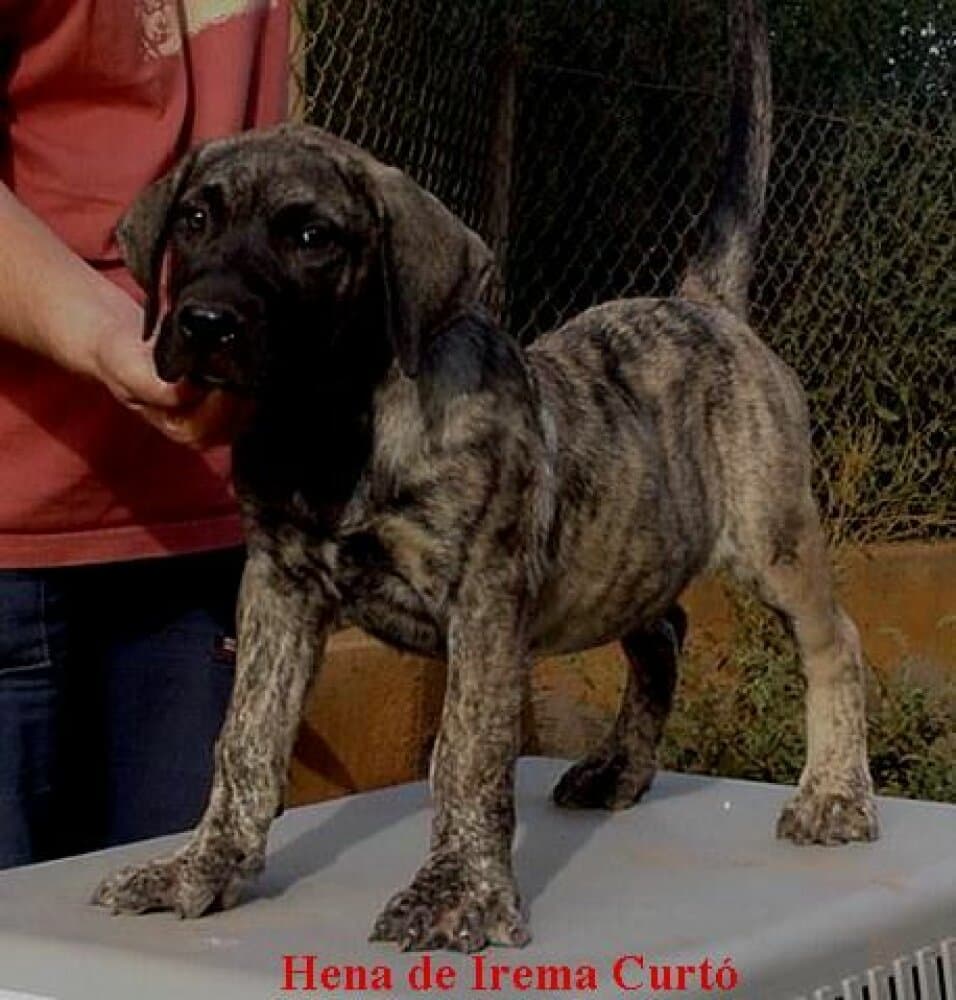 HENA DE IREMA CURTO