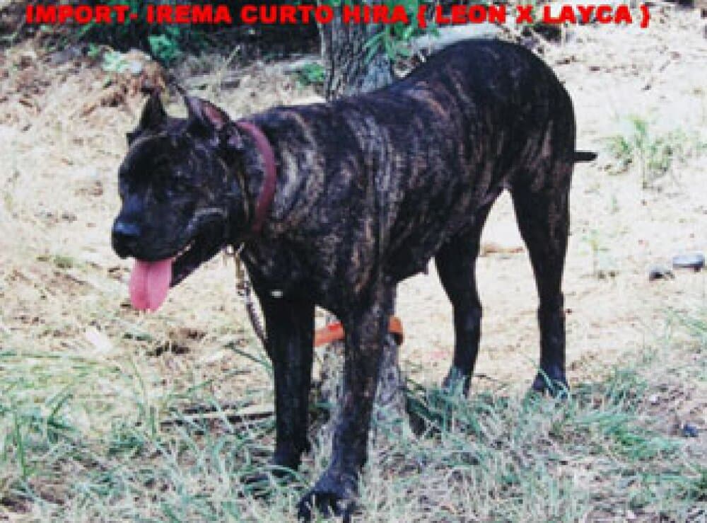 HIRA DE IREMA CURTÓ