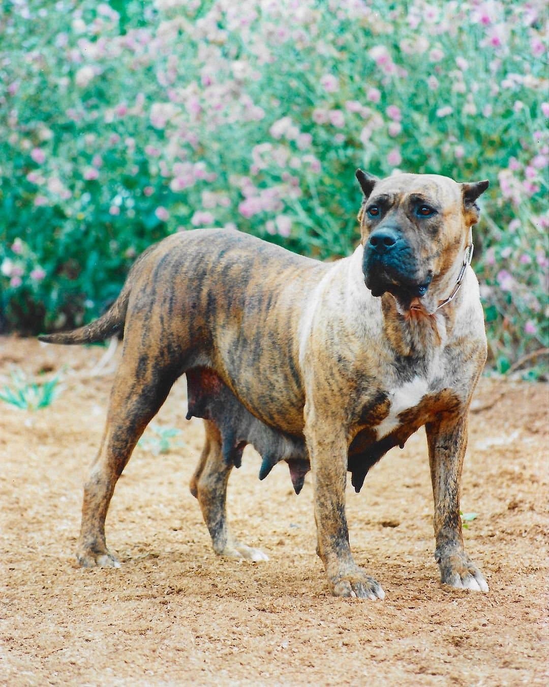 Guama de Irema Curtó