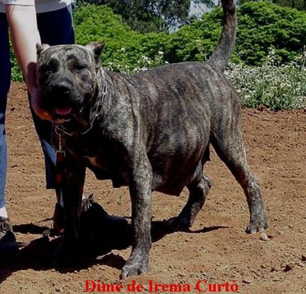 Dime de Irema Curtó