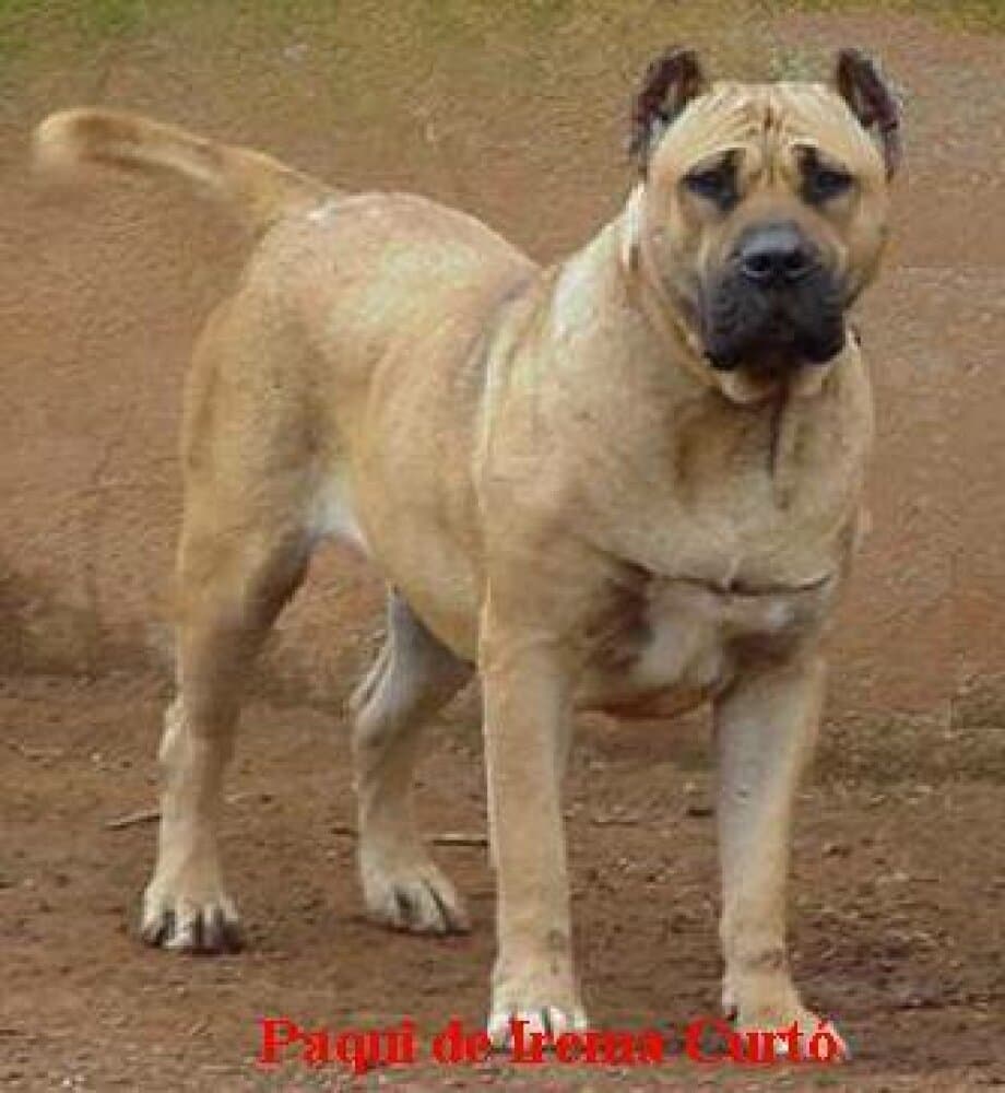 Paqui de Irema Curtó