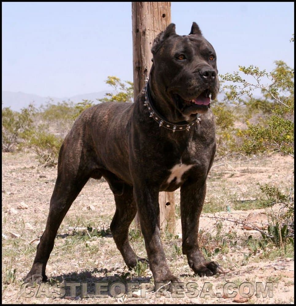 PHANTOM DE IREMA CURTO