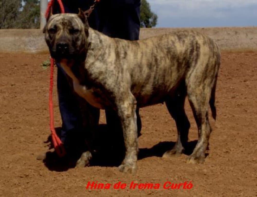 Hina de Irema Curtó