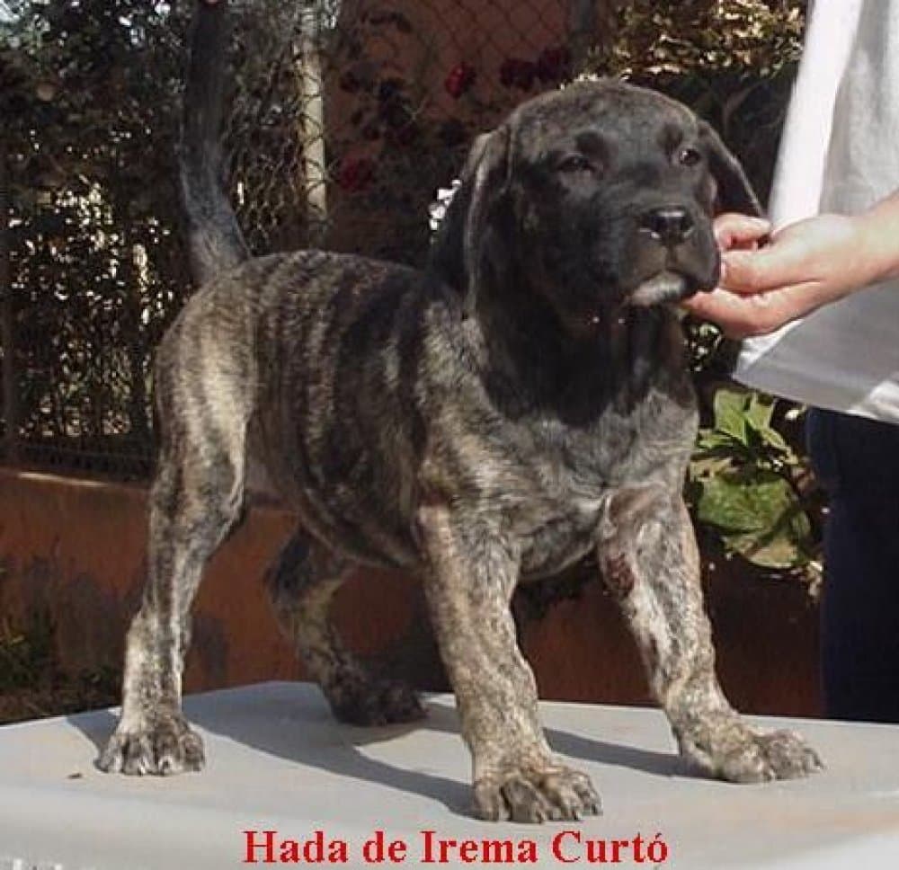 HADA DE IREMA CURTO