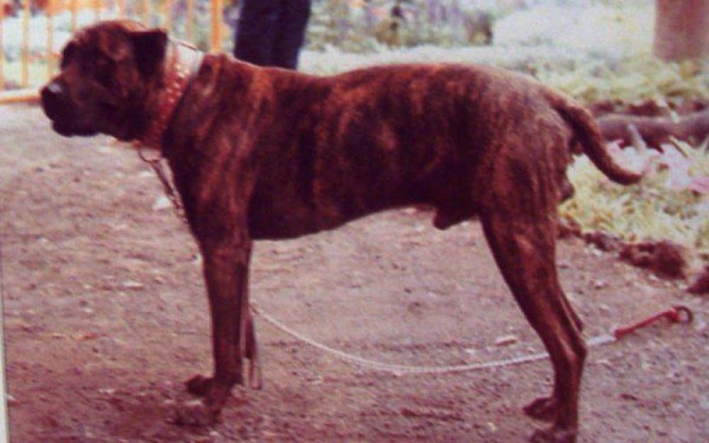 BENEHARO DE IREMA CURTO