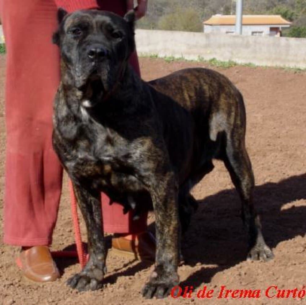 OLI DE IREMA CURTO