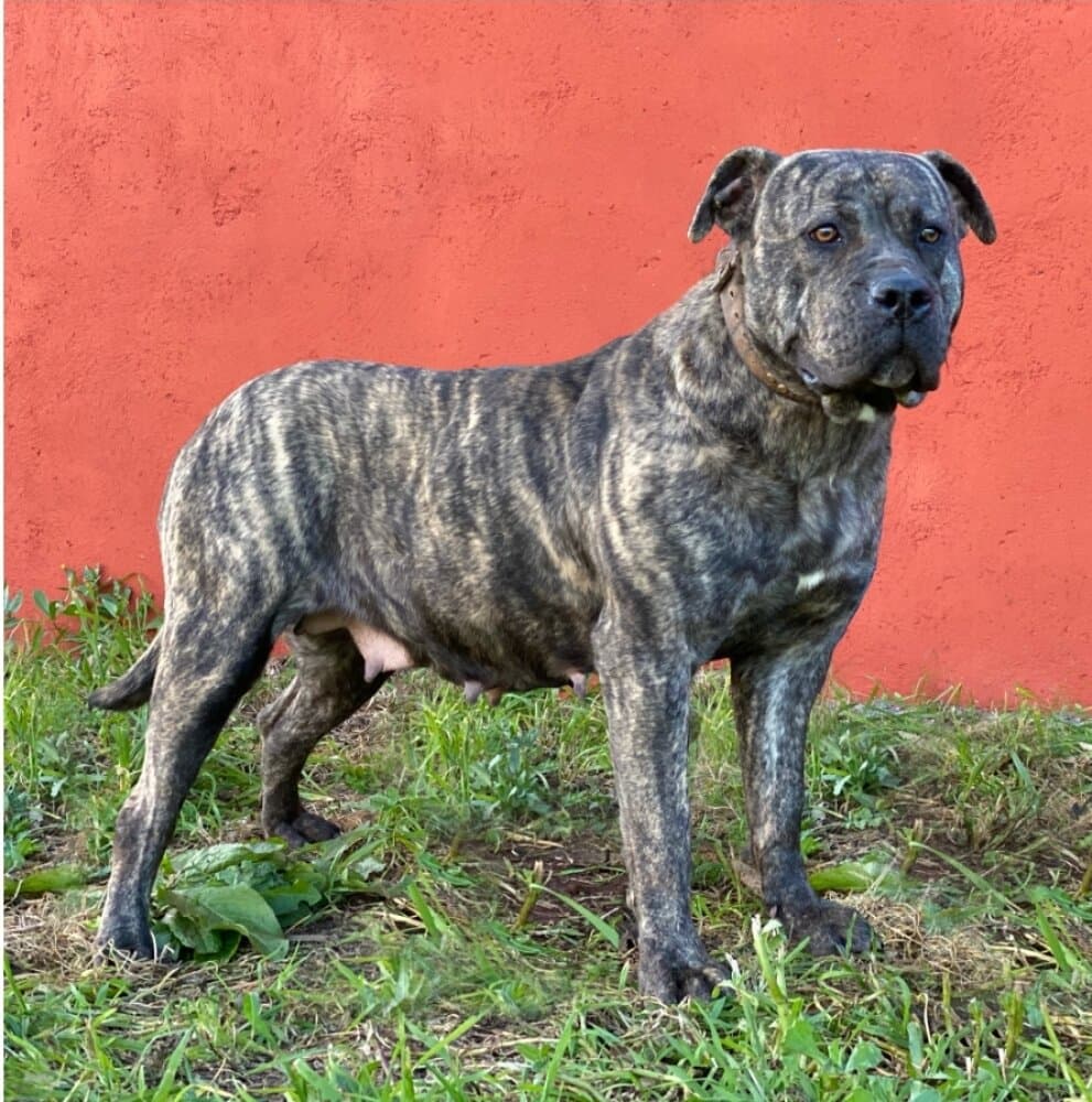 Dulce de Irema Curtó