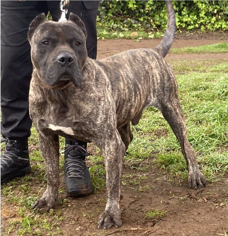 CESAR (IREMA CURTO)