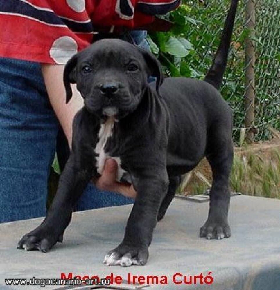 MACO DE IREMA CURTO