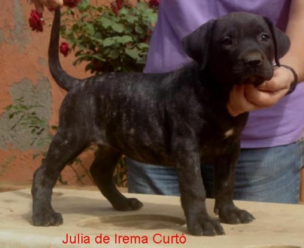 Julia de Irema Curto