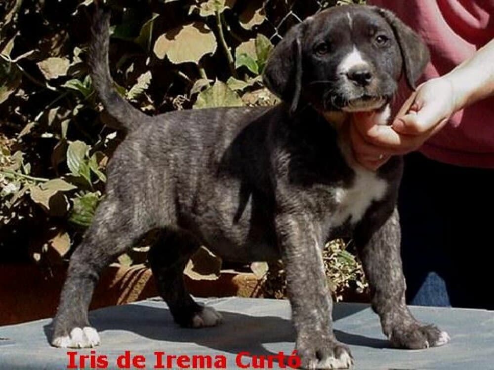 IRIS DE IREMA CURTO