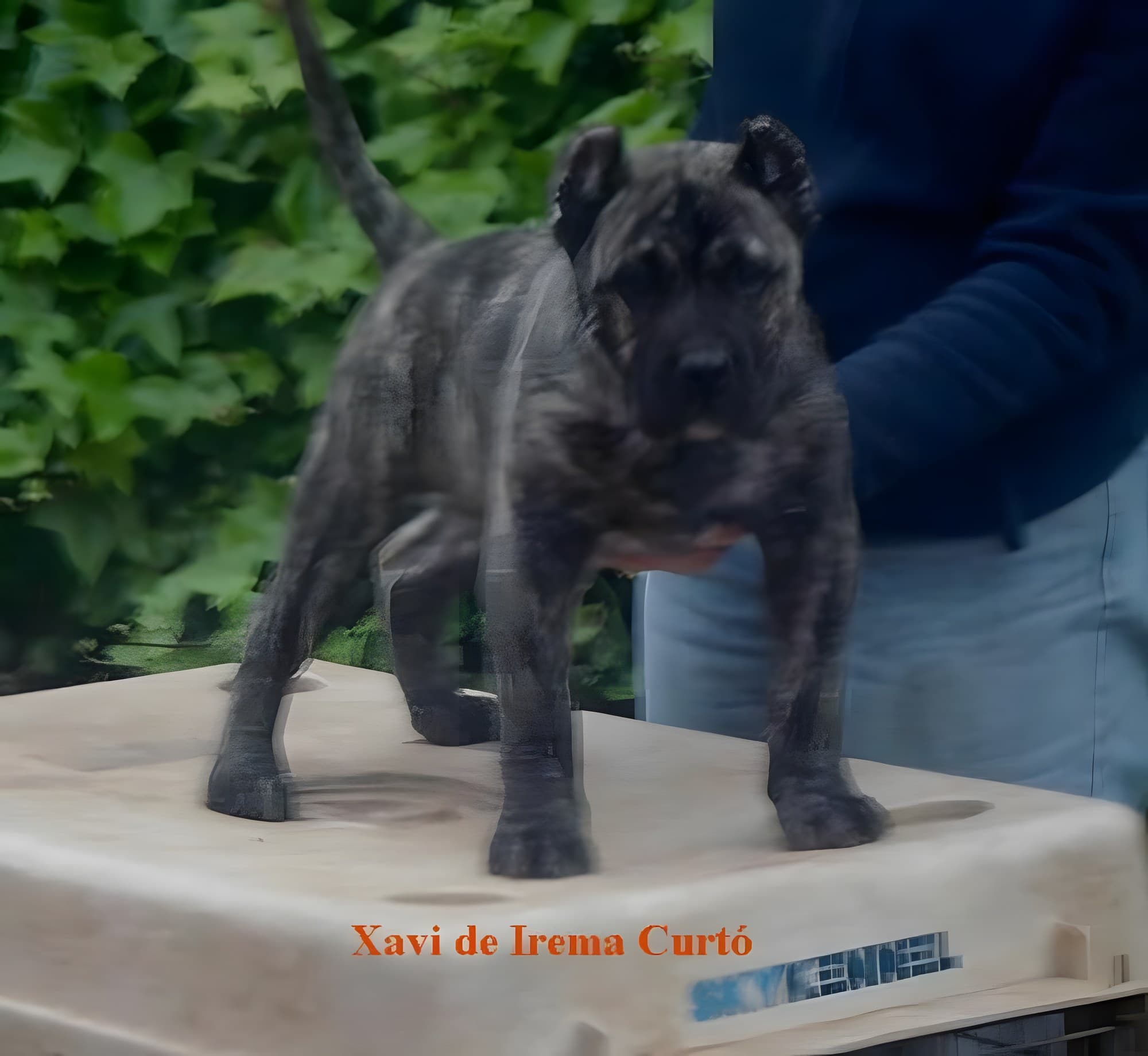 XAVI DE IREMA CURTO