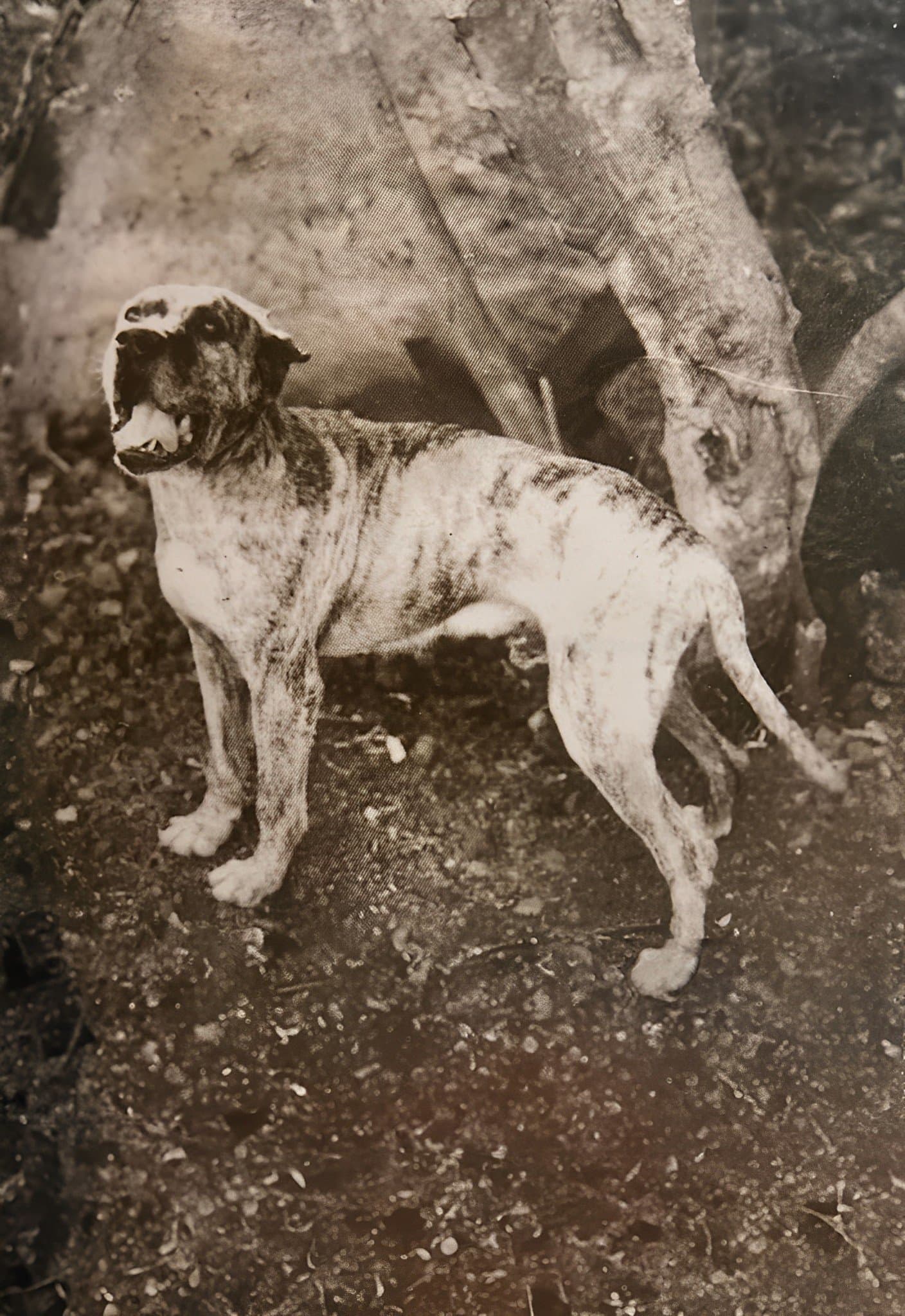 Bobby de Manuel Alemán