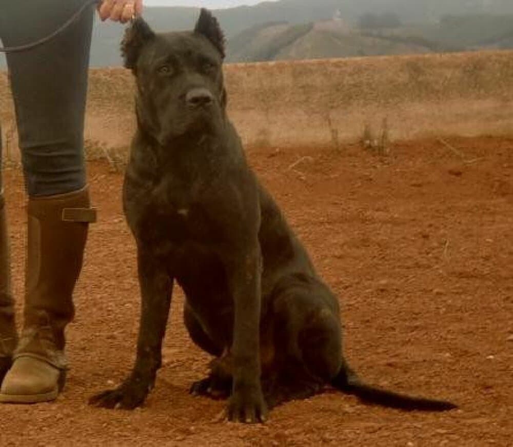 Dennis de Irema Curtó
