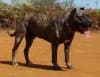 Oso de Irema Curto (pancho)