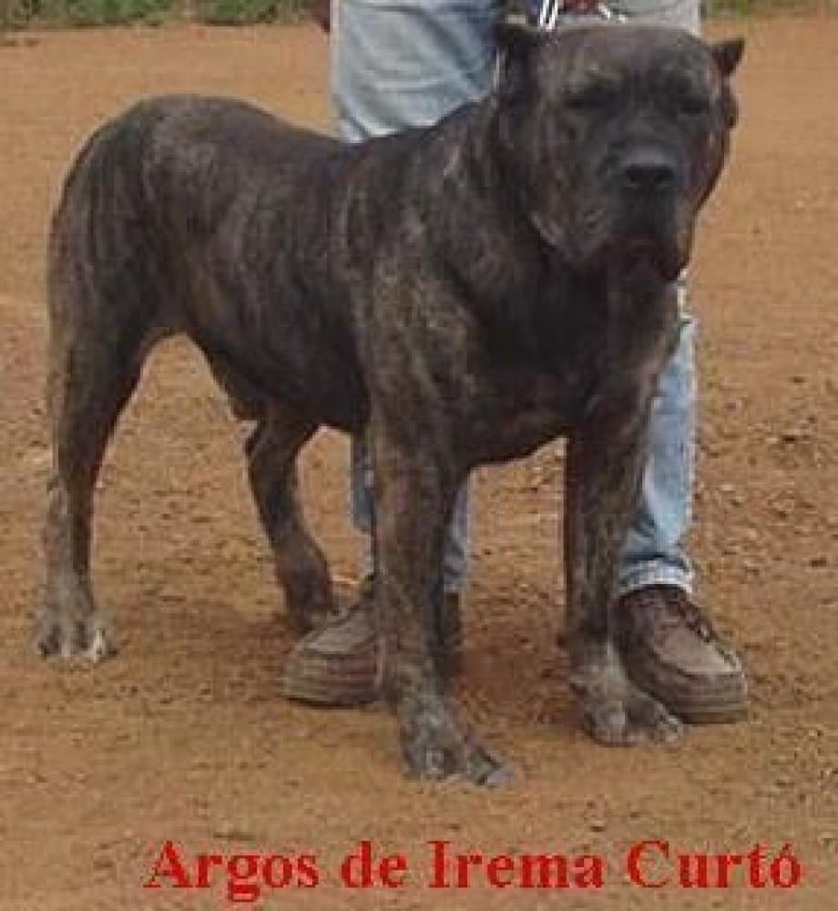 Argos de Irema Curtó