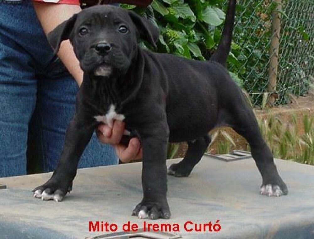 Mito de Irema Curtó