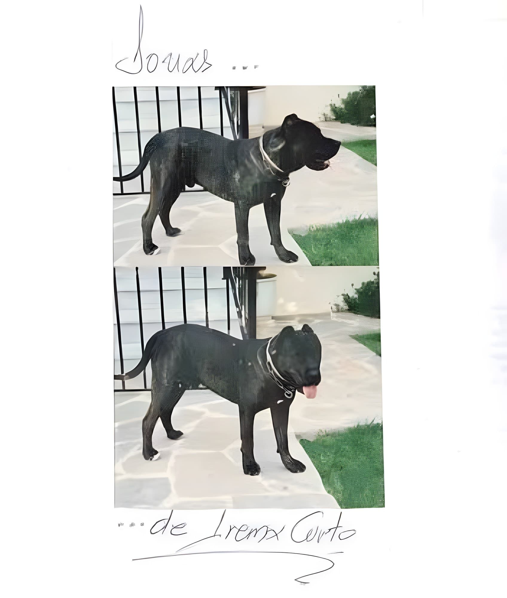 JONAS DE IREMA CURTO