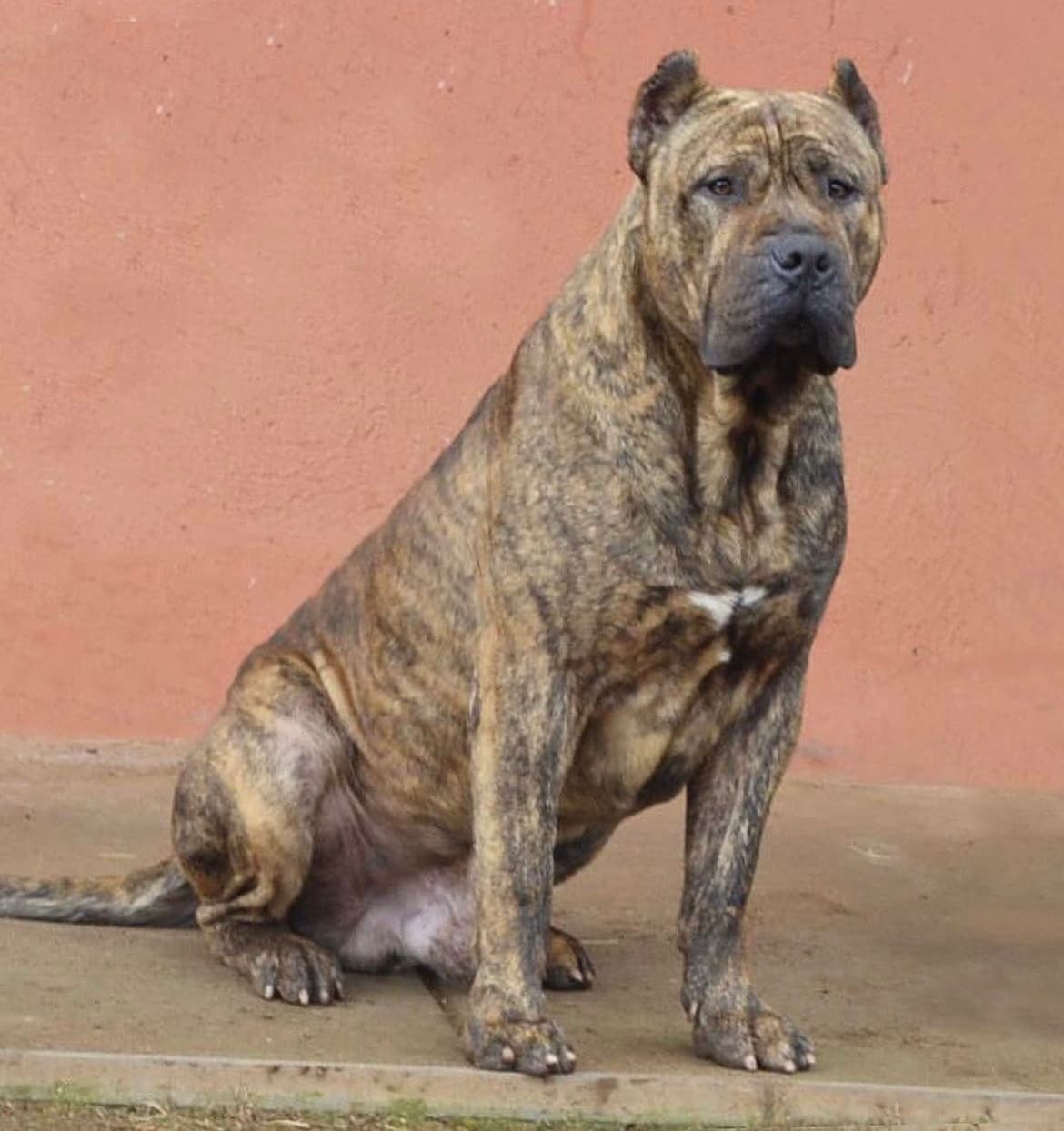 Presa Canario auténtico de Irema Curtó