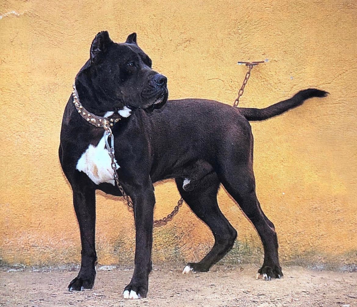Presa Canario de Irema Curtó — funcionalidad sobre apariencia