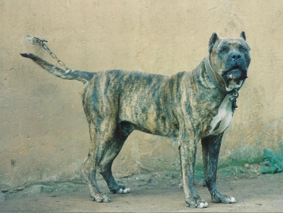 Presa Canario auténtico de Irema Curtó