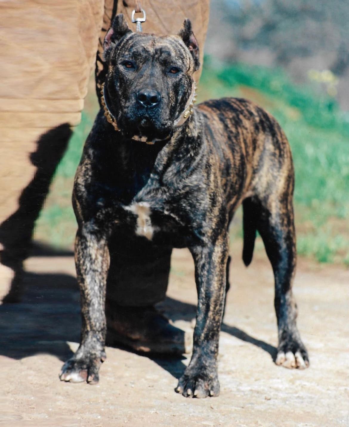 Presa Canario de Irema Curtó en el campo
