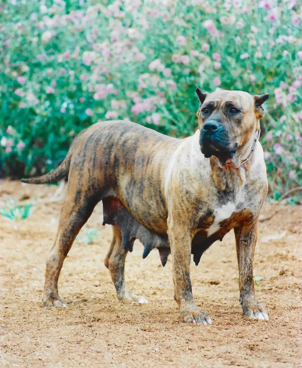 Presa Canario from the Irema Curtó kennel
