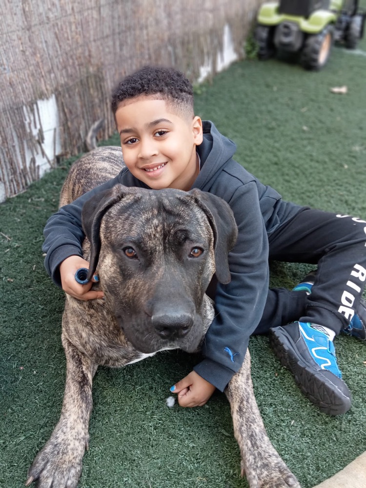 Cliente de Irema Curtó con su Perro de Presa Canario