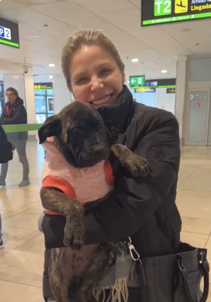 Cliente de Irema Curtó con su Perro de Presa Canario