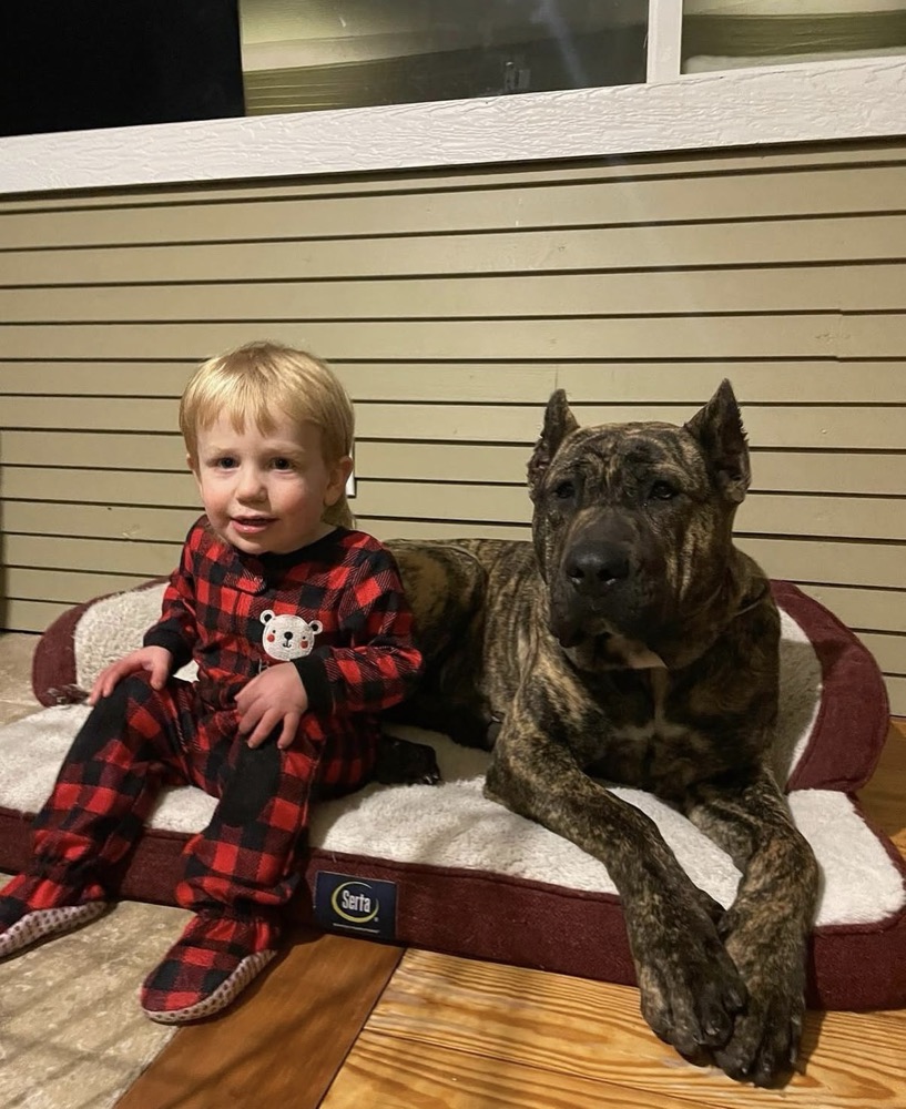 Cliente de Irema Curtó con su Perro de Presa Canario