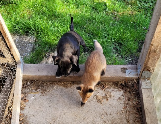 Presa Canario y un zorro