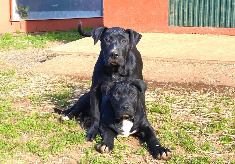 For €50,000, Clone Your Presa Canario