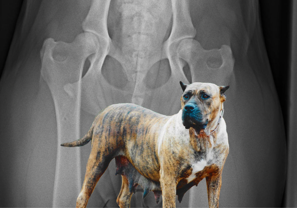 Hip Dysplasia in the Presa Canario