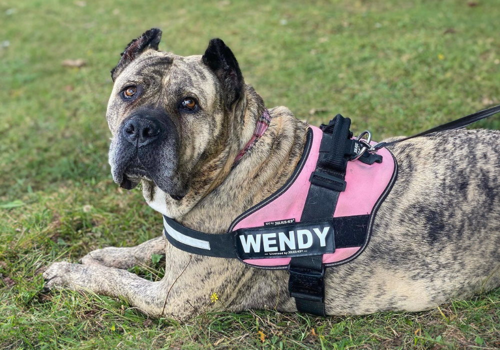 Can a Presa Canario Dog Adapt to Apartment Living?