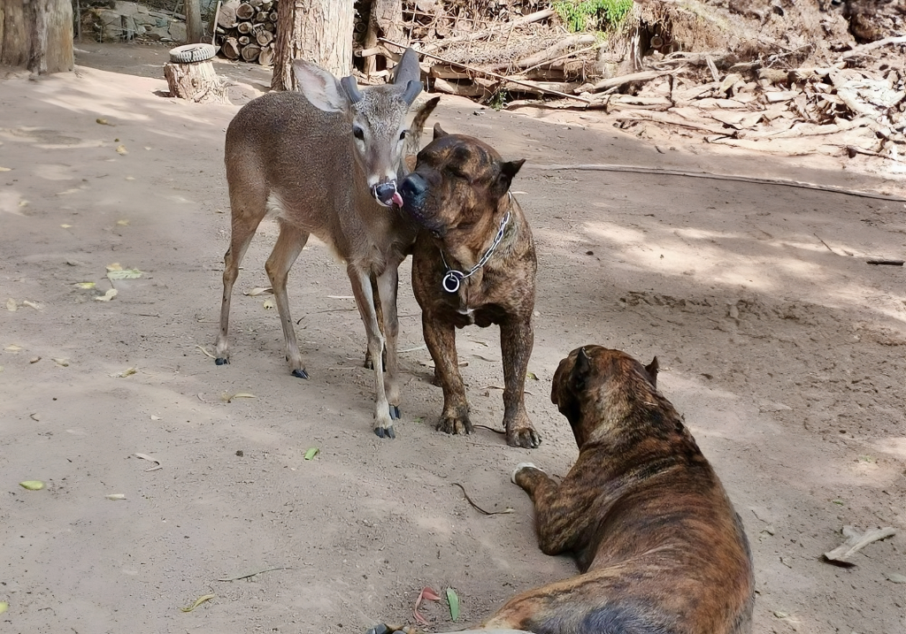 A Presa Canario Befriends a Deer.