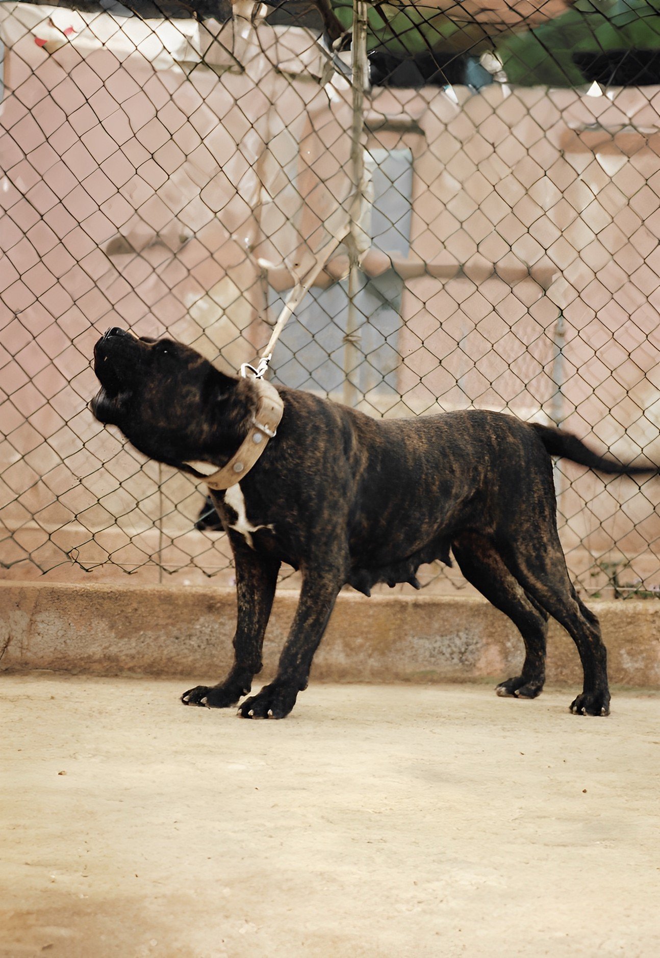 Mori de Irema Curtó